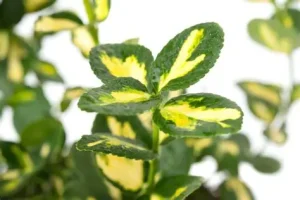 Euonymus fortunei 'Sunspot' - Arany kúszó kecskerágó