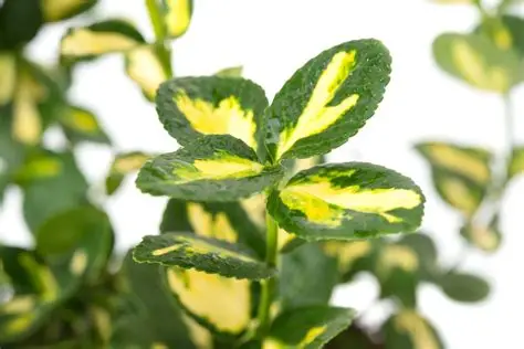 Euonymus fortunei 'Sunspot' - Arany kúszó kecskerágó