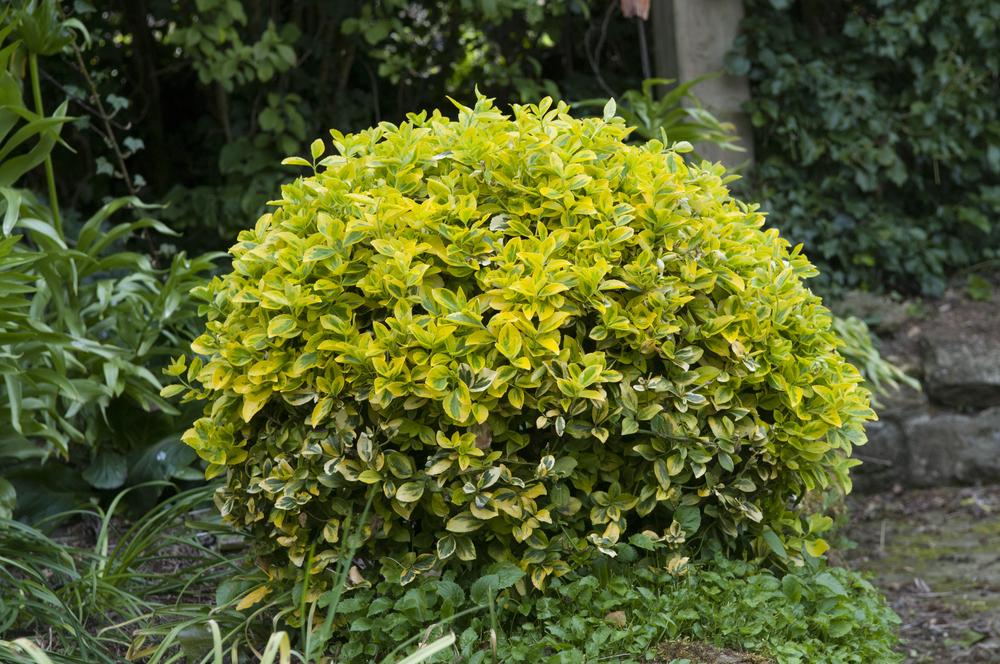 Euonymus japonicus 'Aureomarginatus' – Japán kecskerágó