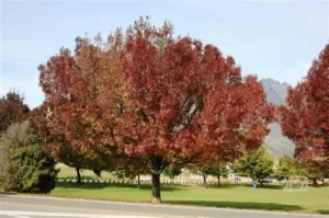 Fraxinus angustifolia ‘Raywood’ – keskenylevelű kőris