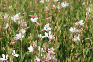 Gaura lindheimeri ‘Flamingo White’ – Évelő díszgyertya D14