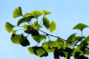 Ginkgo biloba 'Jehosephat' – Törpe páfrányfenyő / Magas törzsre oltott 200 cm/