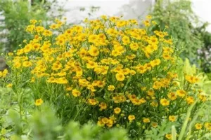 Helenium 'Helias Lemon' - Őszi napfényvirág D14