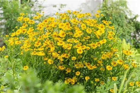 Helenium 'Helias Lemon' - Őszi napfényvirág D14