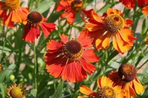 Helenium 'Moerheim Beauty' – Őszi napfényvirág D14