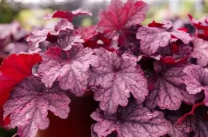 Heuchera 'Beautiful Dancer' – Tűzeső D14