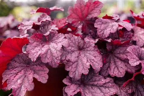 Heuchera 'Beautiful Dancer' – Tűzeső D14