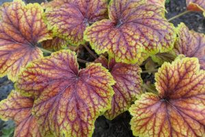 Heuchera 'Delta Dawn' - Tűzeső D14