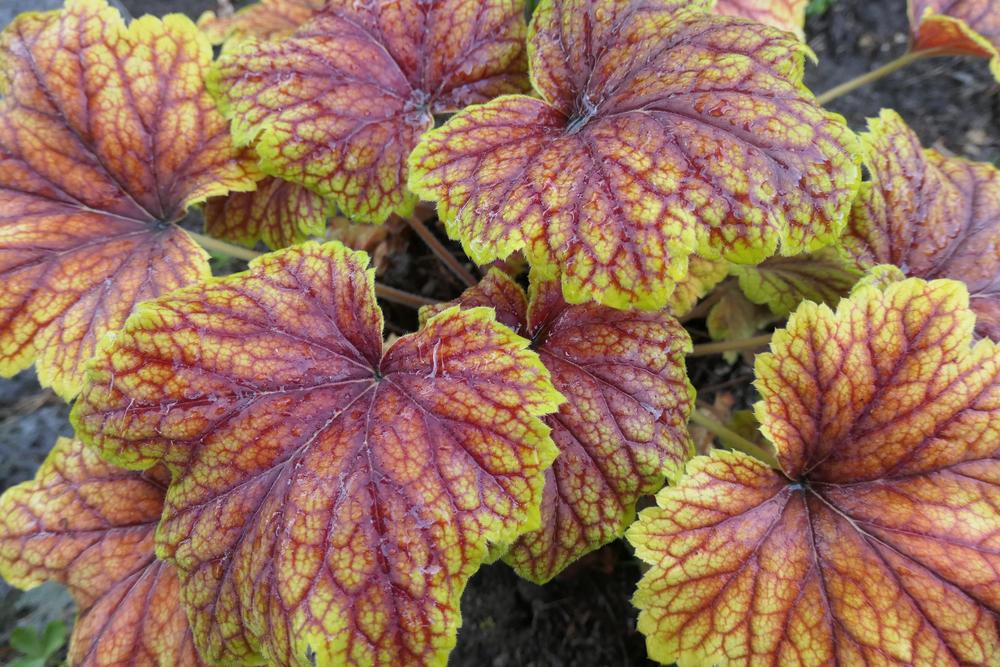 Heuchera 'Delta Dawn' - Tűzeső D14