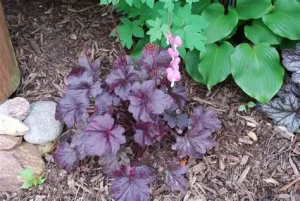 Heuchera 'Midnight Rose' – Tűzeső D14