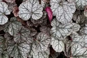 Heuchera 'Sugar Frosting' – Tűzeső D14