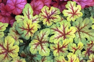 Heucherella (x) 'Sunrise Falls' - Turbáncső D14