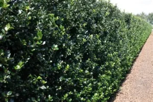 Ilex meserveae - Kék magyal K1,5