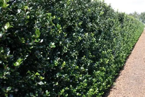 Ilex meserveae - Kék magyal K1,5