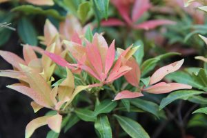 Pieris japonica – Babérhanga