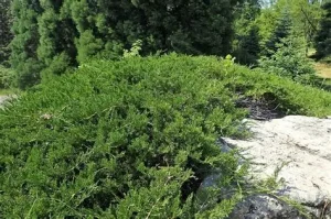 Juniperus sabina 'Tamariscifolia' - Terülő nehézszagú boróka