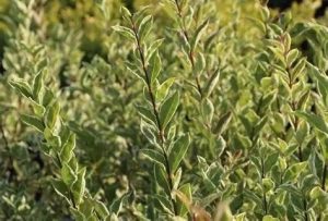 Ligustrum ovalifolium 'Argenteum' - Fehér-tarka levelű fagyal variáció