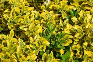 Ligustrum ovalifolium 'Aureum' - Aranytarka széleslevelű fagyal