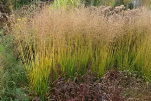 Molinia arundinacea 'Witches Broom' – Magas kékperje D14