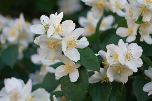 Philadelphus coronarius ‘Girandole’ – Közönséges jezsámen