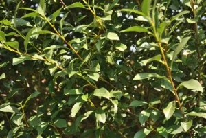 Prunus eminens 'Umbraculifera' - Gömbkoronájú csepleszmeggy 200+ cm