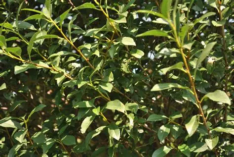 Prunus eminens 'Umbraculifera' - Gömbkoronájú csepleszmeggy 200+ cm