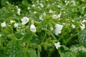 Pulmonaria ‘Sissinghurst White’ – Tüdőfű D14