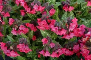 Pulmonaria 'Shrimps on the Barbie' – Tüdőfű D14