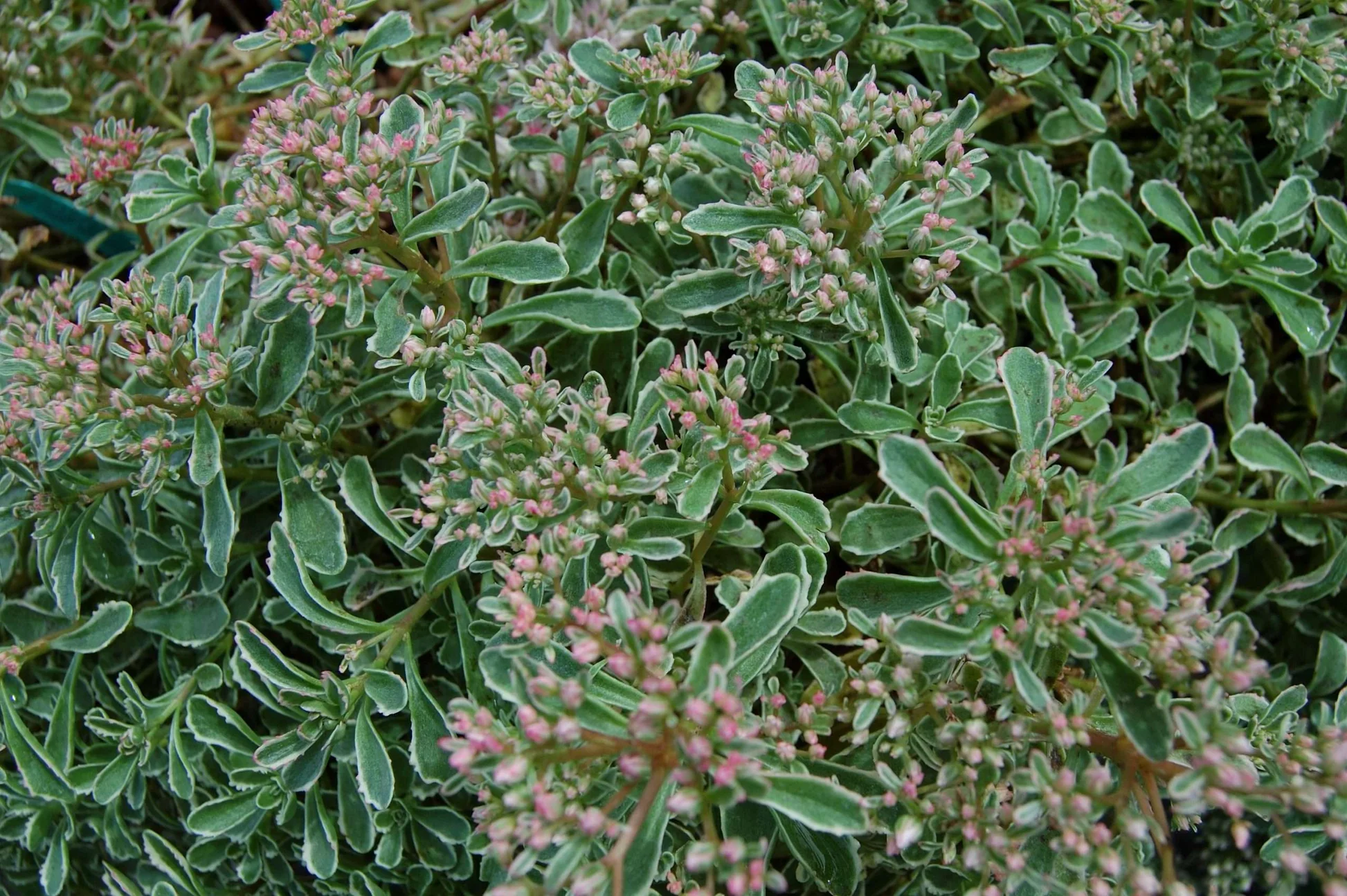 Sedum spurium 'Tricolor' - Kaukázusi varjúháj 9x9