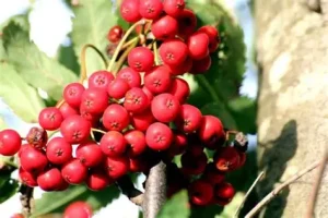 Sorbus aucuparia 'Moravica' - Ehető madárberkenye 250+cm