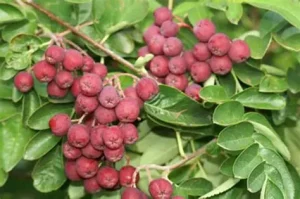 Sorbus 'Titan' - Ehető termésű berkenye