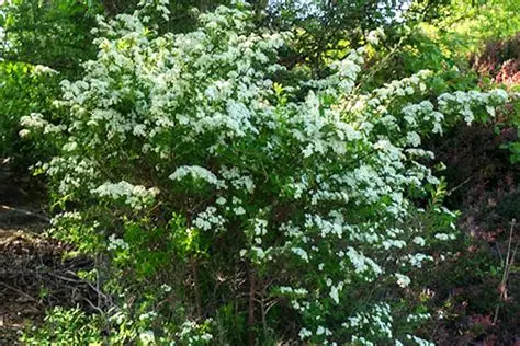 Spiraea nipponica - Nipponi gyöngyvessző K 1,5