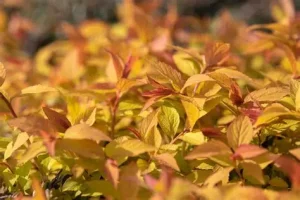Spiraea japonica 'Goldflame' - Japán gyöngyvessző