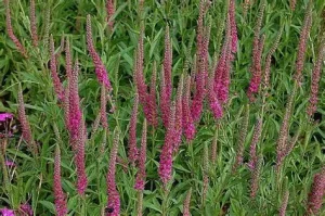 Veronica spicata 'Rotfuchs' - Macskafarkú veronika 9x9