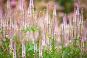 Veronicastrum virginicum 'Pink Glow' – Virginiai veronika D14