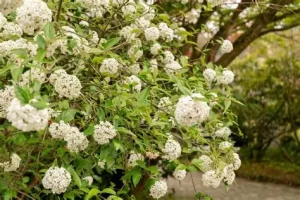 Viburnum x burkwoodii - Tavaszi bangita K 1,5