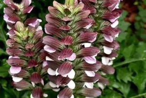 Acanthus mollis – Medveköröm K2