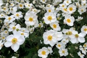 Anemone x hybrida 'Andrea Atkinson' - Hibrid szellőrózsa D14