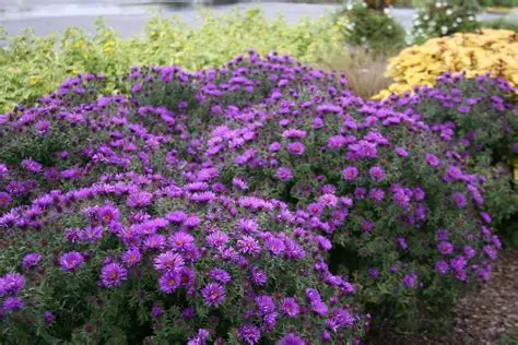 Aster novae-angliae 'Purple Dome' - Mirigyes sötétlila őszirózsa D14