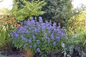 Caryopteris clandonensis 'Grand Bleu' - Angol kékszakáll K2