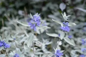 Caryopteris x clandonensis 'Sterling Silver' – Acélkék levelű kékvirágú kékszakáll K2