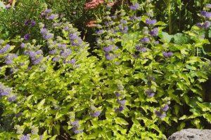 Caryopteris ‘Hint of Gold’ – Kékszakáll K2