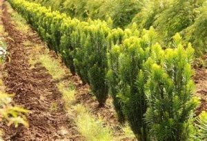 Cephalotaxus harringtonia 'Fastigiata' - Oszlopos áltiszafa 20/30 K2