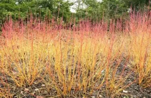 Cornus sanguinea 'Winter Beauty' – Veresgyűrű som 30/40 K2