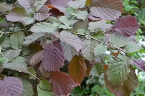 Corylus avellana 'Fuscorubra' - Vöröslevelű mogyoró K2