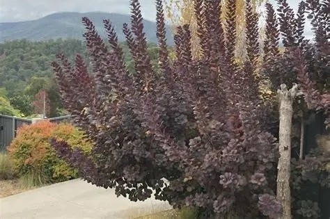 Cotinus coggygria 'Grace' – Cserszömörce 40/60 K2
