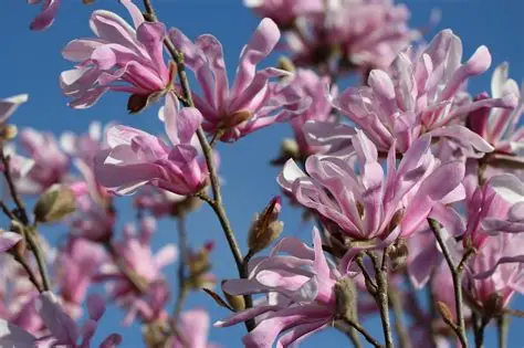 Magnolia loebneri 'Leonard Messel' - Csillagvirágú magnólia K2