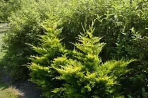 Cupressocyparis leylandii 'Gold Rider' - Arany Leylandi-ciprus K3