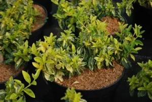 Euonymus fortunei 'Golden Harlequin' – Sárga-zöld kúszó kecskerágó K1,5