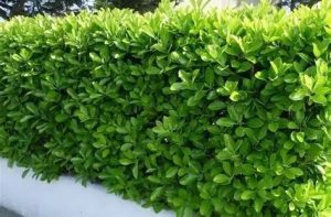 Euonymus japonicus 'Compacta' – Japán kecskerágó K1,5